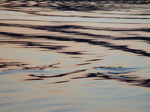 LAKE CORAL